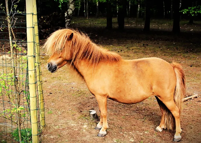 Dom Pracy Tworczej Macondo Miedzno